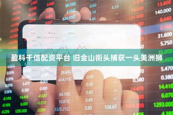 盈科千信配资平台 旧金山街头捕获一头美洲狮