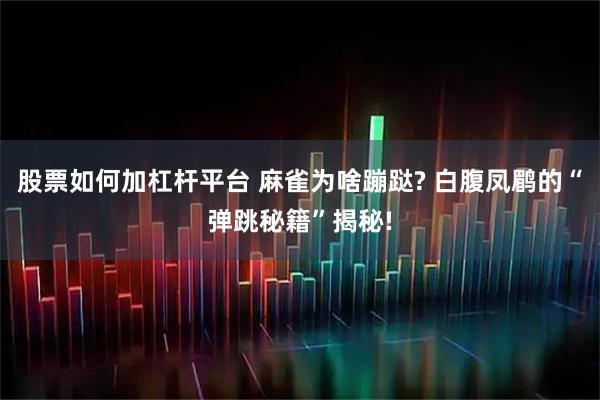 股票如何加杠杆平台 麻雀为啥蹦跶? 白腹凤鹛的“弹跳秘籍”揭秘!